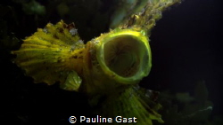 Open wide, please. 
Yawning Leaf scorpion fish in Dumagu... by Pauline Gast 